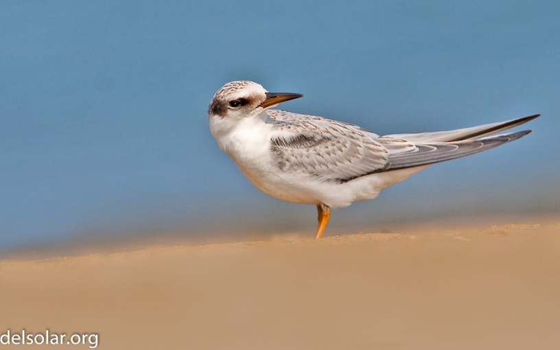 Canon EOS 20D - 500.0 mm