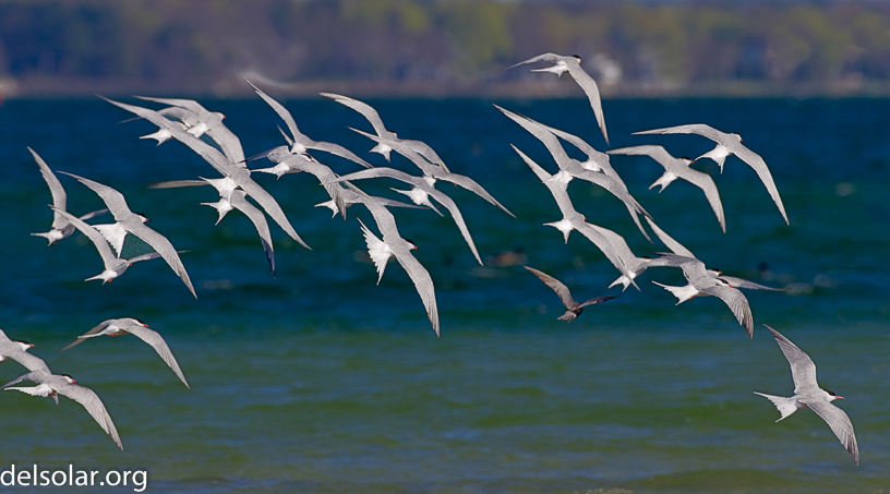 Canon EOS 7D - EF500mm f/4L IS USM