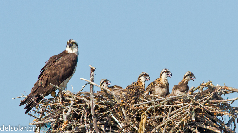 Canon EOS 7D - EF500mm f/4L IS USM