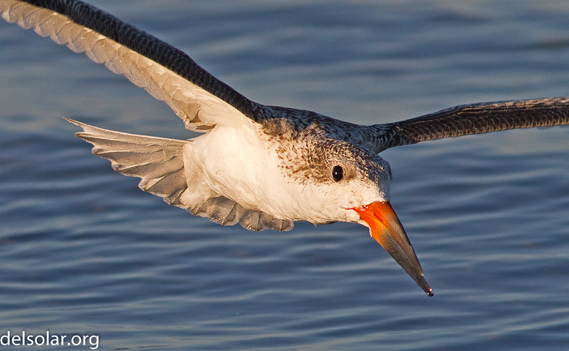 Canon EOS 7D - EF400mm f/5.6L USM