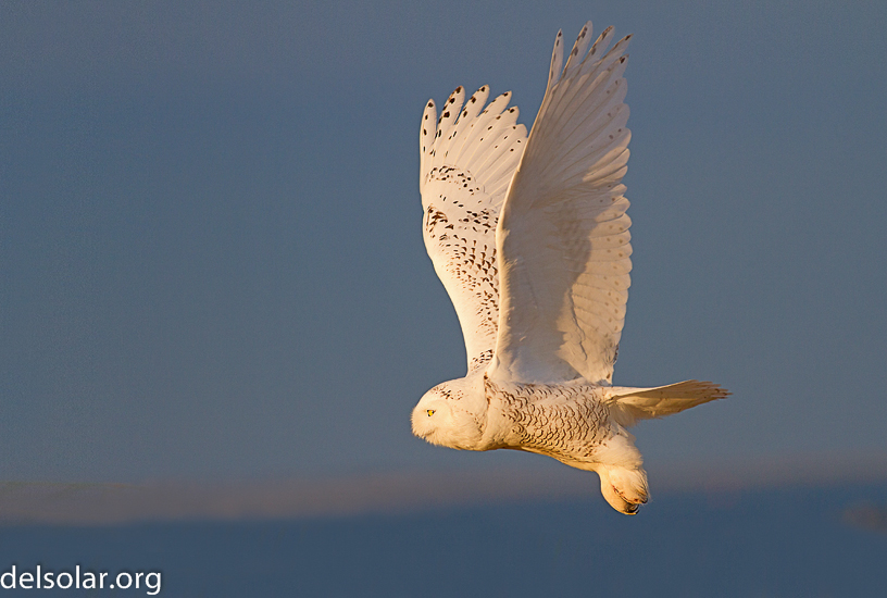 Canon EOS 7D - EF400mm f/5.6L USM