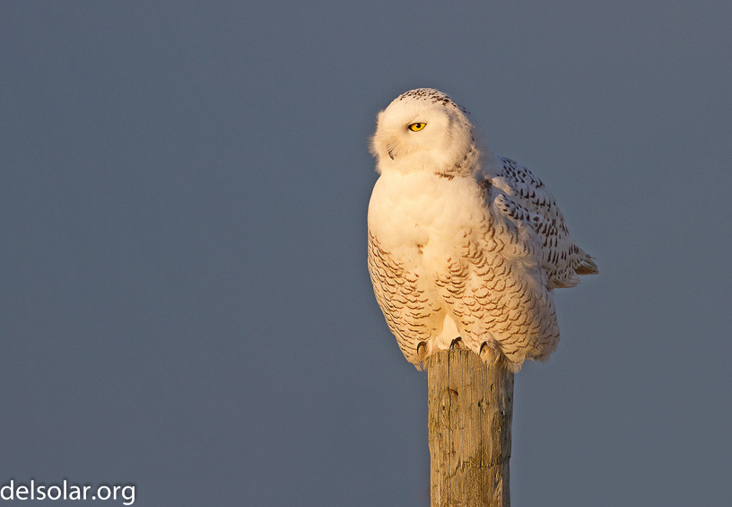 Canon EOS 7D - EF400mm f/5.6L USM