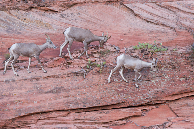 Canon EOS 7D - EF300mm f/2.8L IS USM