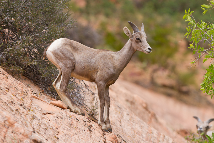 Canon EOS 7D - EF300mm f/2.8L IS USM