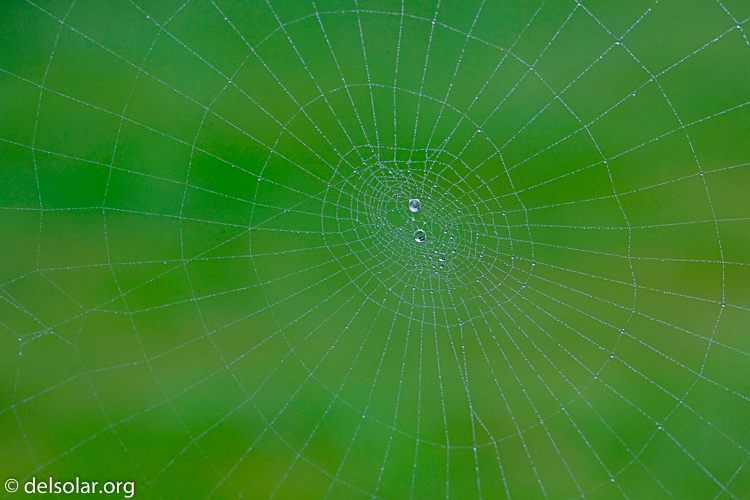 Canon EOS 5D Mark II  --  100 mm  --  EF100mm f/2.8 Macro USM  