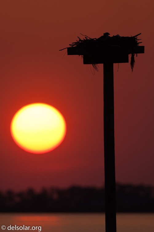 Canon EOS 40D  --  500 mm  --  EF500mm f/4L IS USM  