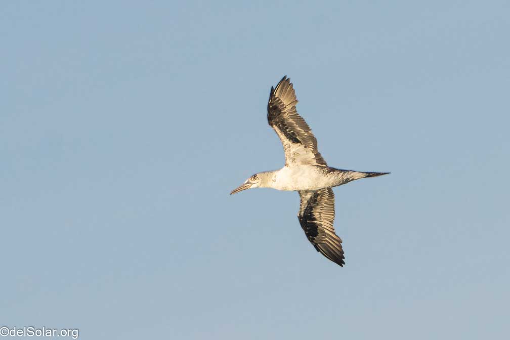 ILCE-7RM4  --  FE 200-600mm F5.6-6.3 G OSS -- 1/2500 sec at f / 8.0 -- ISO 2000 -- 0 EV -- 