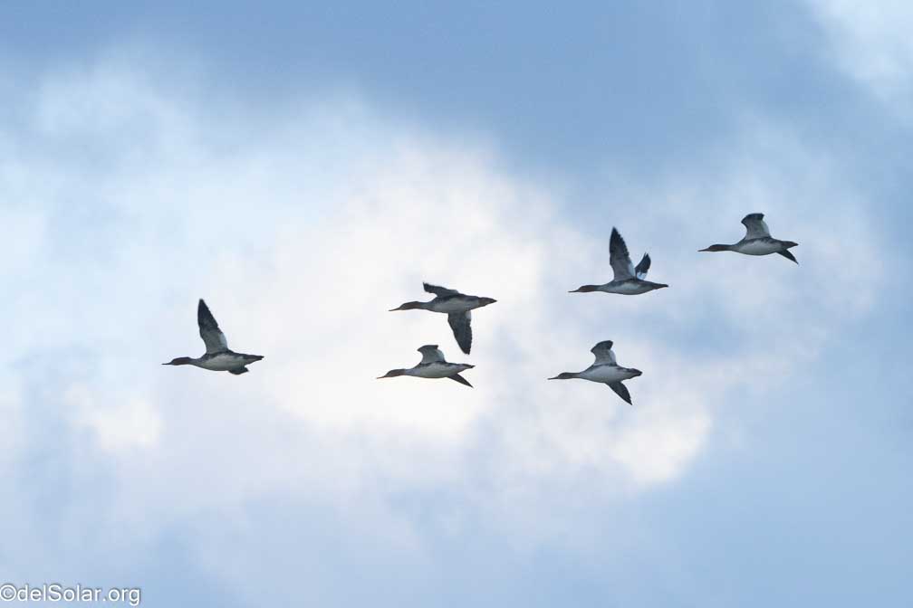 ILCE-7RM4  --  FE 200-600mm F5.6-6.3 G OSS -- 1/800 sec at f / 13 -- ISO 3200 -- 1 EV -- 