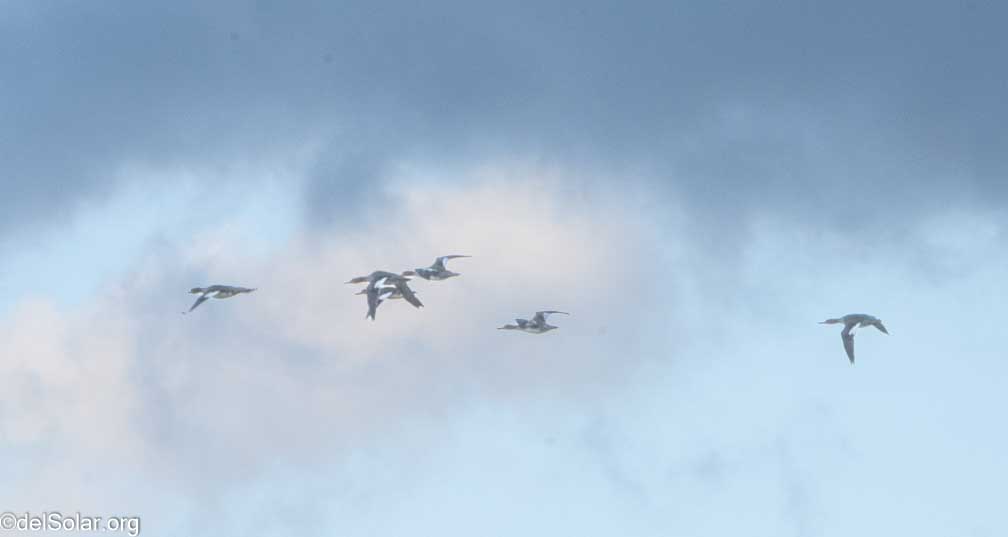 ILCE-7RM4  --  FE 200-600mm F5.6-6.3 G OSS -- 1/800 sec at f / 16 -- ISO 3200 -- 1 EV -- 