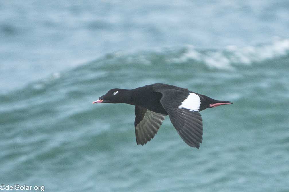 ILCE-7RM4  --  FE 200-600mm F5.6-6.3 G OSS -- 1/800 sec at f / 6.3 -- ISO 3200 -- 1 EV -- 