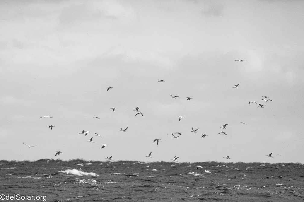 ILCE-7RM4  --  FE 200-600mm F5.6-6.3 G OSS -- 1/2000 sec at f / 8.0 -- ISO 3200 -- 1 EV -- 