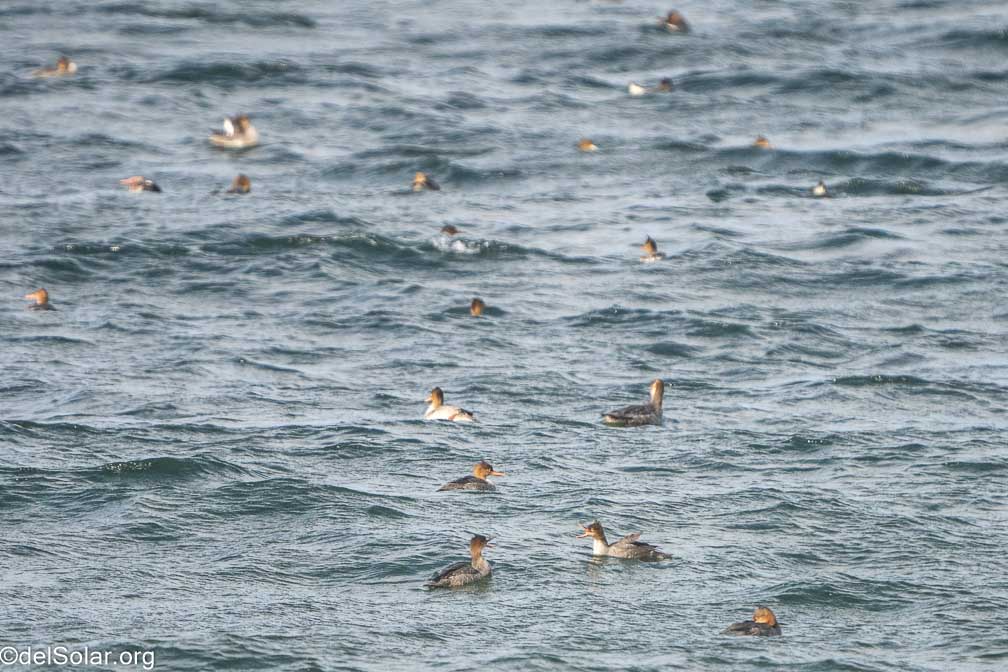 ILCE-7RM4  --  FE 200-600mm F5.6-6.3 G OSS -- 1/2000 sec at f / 6.3 -- ISO 1600 -- 1 EV -- 