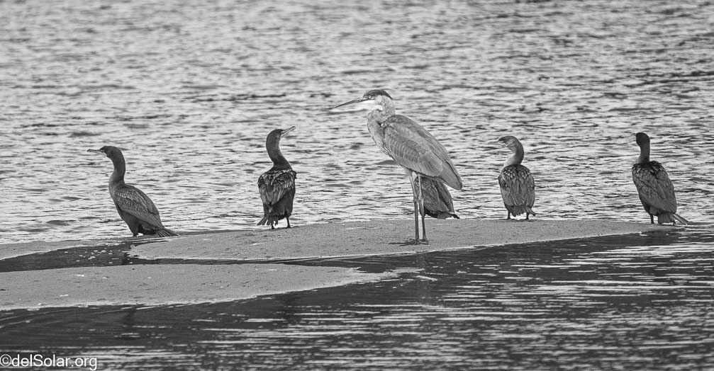 ILCE-7RM4  --  FE 200-600mm F5.6-6.3 G OSS -- 1/2000 sec at f / 6.3 -- ISO 1600 -- 1 EV -- 