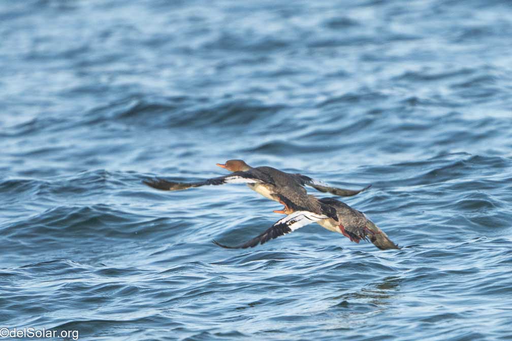 ILCE-7RM4  --  FE 200-600mm F5.6-6.3 G OSS -- 1/1600 sec at f / 7.1 -- ISO 1000 -- 0 EV -- 