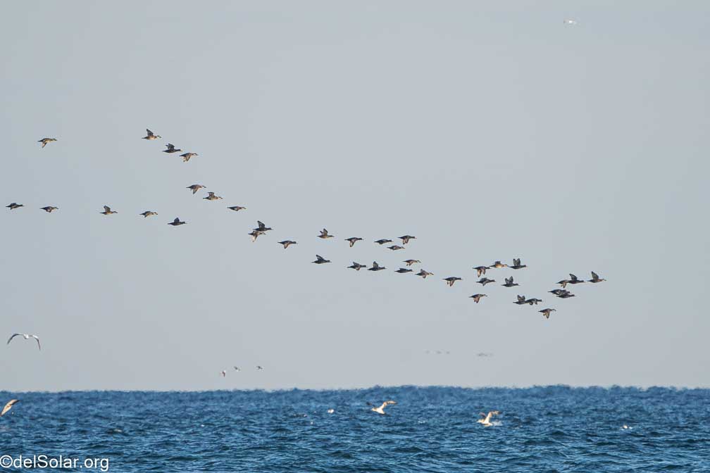 ILCE-7RM4  --  FE 200-600mm F5.6-6.3 G OSS -- 1/1600 sec at f / 7.1 -- ISO 1000 -- 0 EV -- 