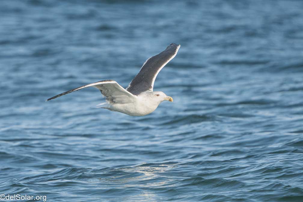 ILCE-7RM4  --  FE 200-600mm F5.6-6.3 G OSS -- 1/2000 sec at f / 7.1 -- ISO 1000 -- 0 EV -- 