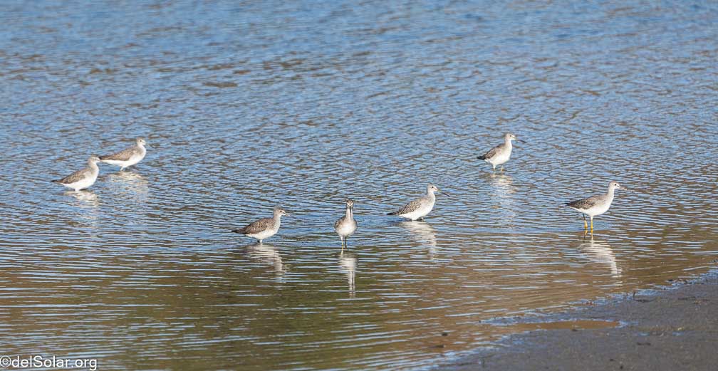 ILCE-7RM4  --  FE 200-600mm F5.6-6.3 G OSS -- 1/2000 sec at f / 7.1 -- ISO 1000 -- 0 EV -- 