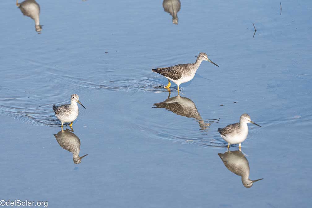 ILCE-7RM4  --  FE 200-600mm F5.6-6.3 G OSS -- 1/2000 sec at f / 7.1 -- ISO 1000 -- 0 EV -- 