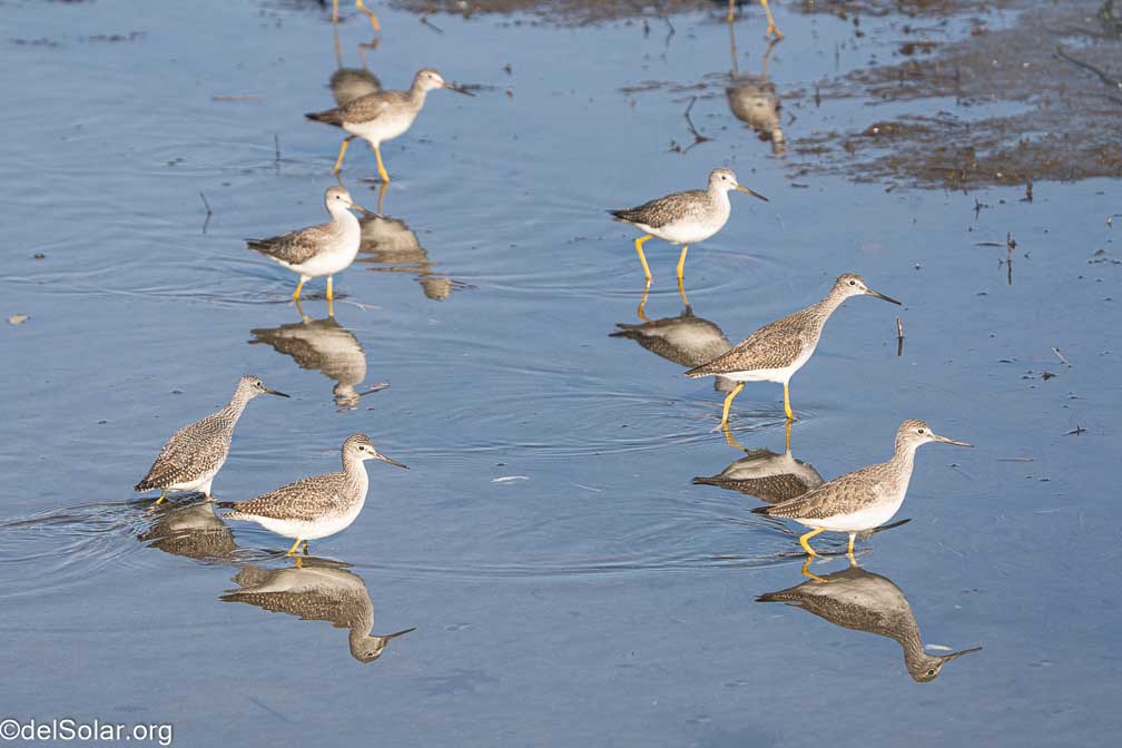 ILCE-7RM4  --  FE 200-600mm F5.6-6.3 G OSS -- 1/2000 sec at f / 7.1 -- ISO 1000 -- 0 EV -- 