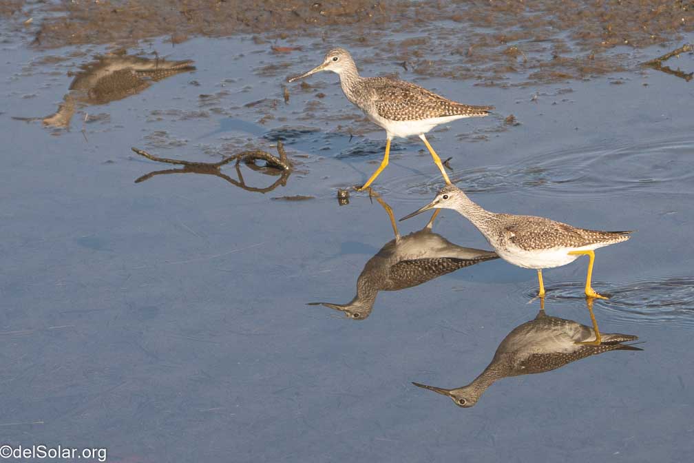 ILCE-7RM4  --  FE 200-600mm F5.6-6.3 G OSS -- 1/2000 sec at f / 7.1 -- ISO 1000 -- 0 EV -- 