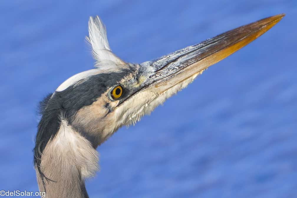 ILCE-7RM4  --  FE 200-600mm F5.6-6.3 G OSS -- 1/1600 sec at f / 8.0 -- ISO 1000 -- 0 EV -- 