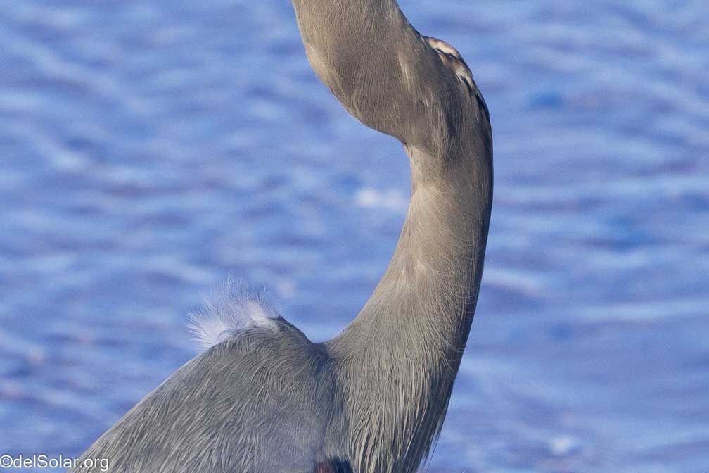 ILCE-7RM4  --  FE 200-600mm F5.6-6.3 G OSS -- 1/1600 sec at f / 8.0 -- ISO 1000 -- 0 EV -- 