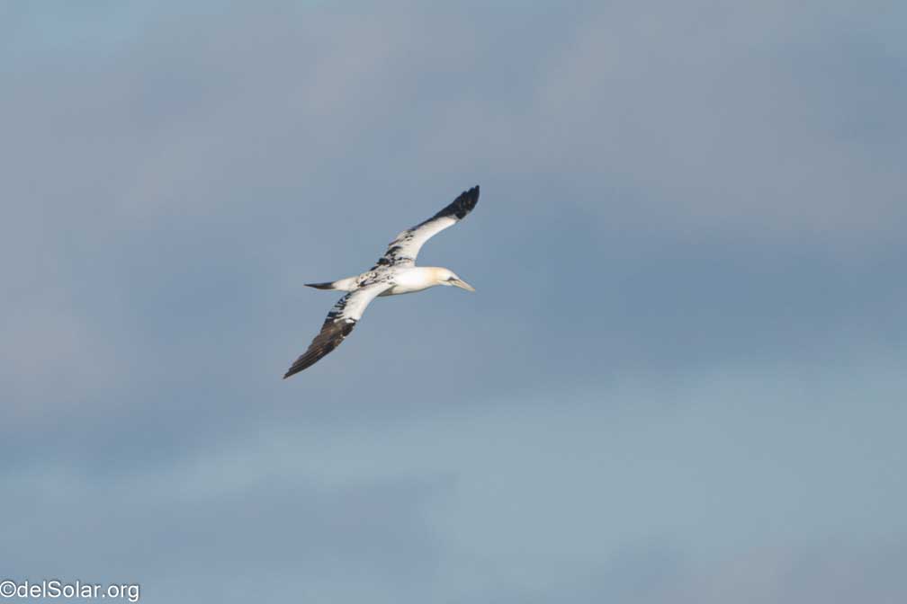 ILCE-7RM4  --  FE 200-600mm F5.6-6.3 G OSS -- 1/1600 sec at f / 7.1 -- ISO 1000 -- 0 EV -- 