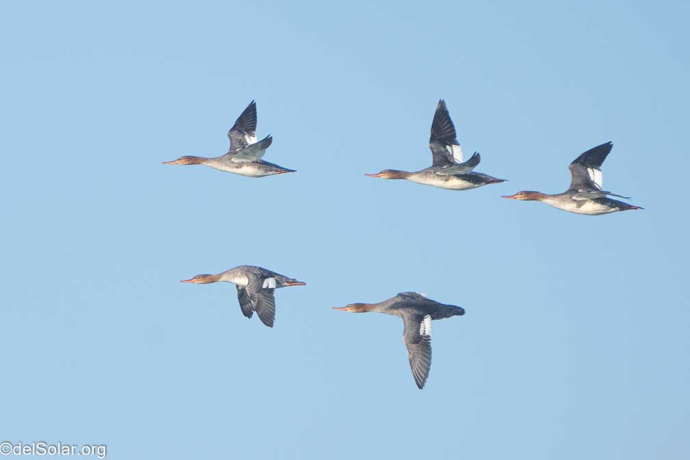 ILCE-7RM4  --  FE 200-600mm F5.6-6.3 G OSS -- 1/2000 sec at f / 7.1 -- ISO 1000 -- 0 EV -- 