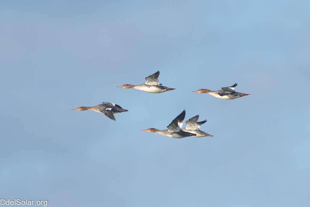 ILCE-7RM4  --  FE 200-600mm F5.6-6.3 G OSS -- 1/2000 sec at f / 7.1 -- ISO 1000 -- 0 EV -- 