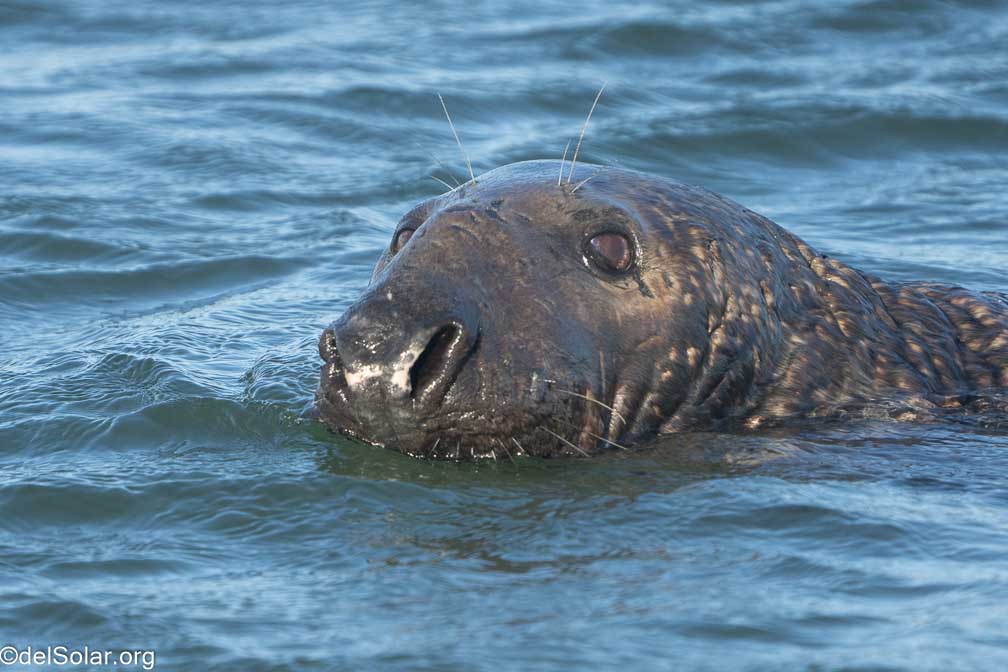 ILCE-7RM4  --  FE 200-600mm F5.6-6.3 G OSS -- 1/2000 sec at f / 7.1 -- ISO 1000 -- 0 EV -- 