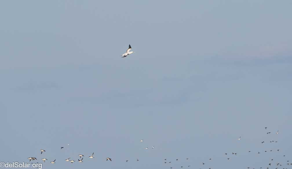 ILCE-7RM4  --  FE 200-600mm F5.6-6.3 G OSS -- 1/2000 sec at f / 7.1 -- ISO 1000 -- 0 EV -- 