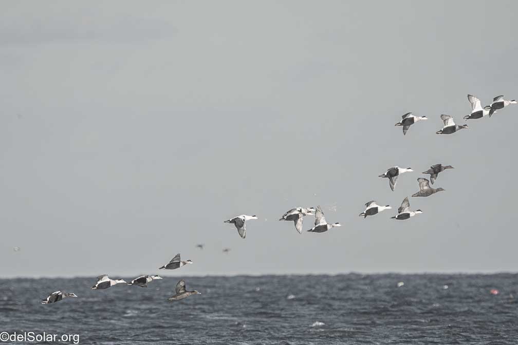 ILCE-7RM4  --  FE 200-600mm F5.6-6.3 G OSS -- 1/2000 sec at f / 7.1 -- ISO 1000 -- 0 EV -- 