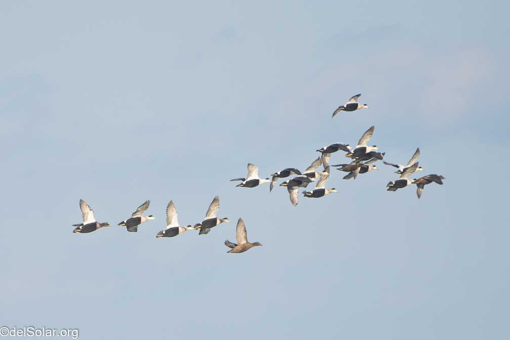 ILCE-7RM4  --  FE 200-600mm F5.6-6.3 G OSS -- 1/2000 sec at f / 7.1 -- ISO 1000 -- 0 EV -- 