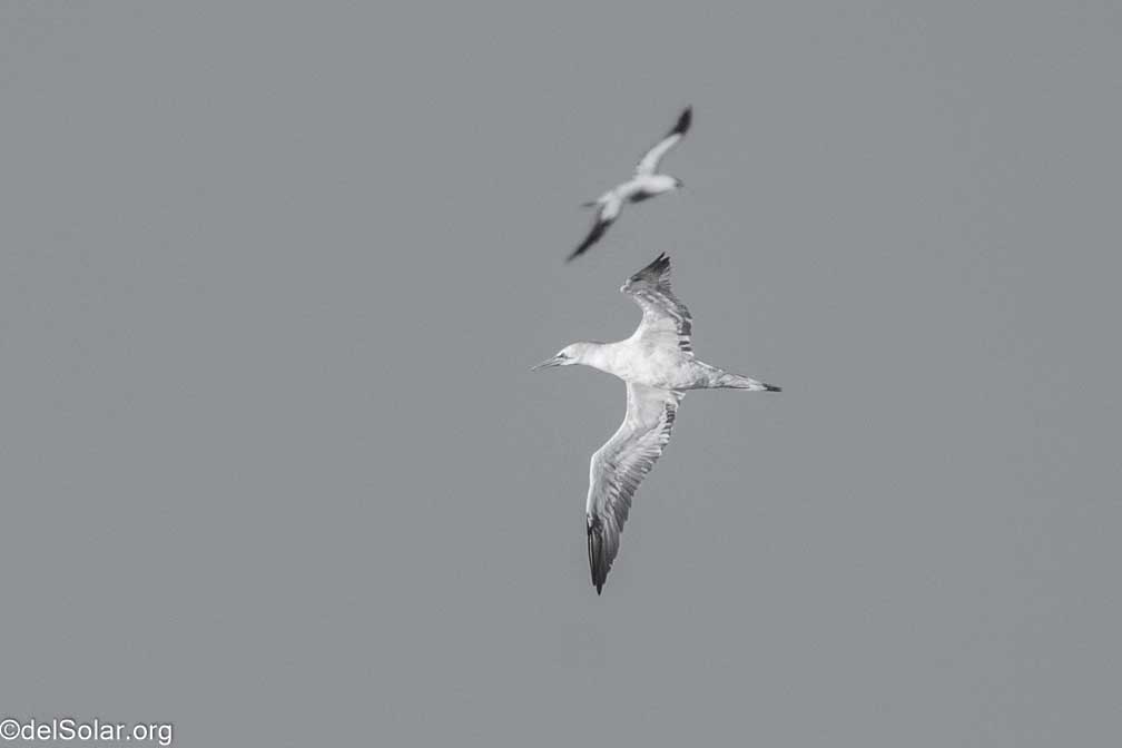 ILCE-7RM4  --  FE 200-600mm F5.6-6.3 G OSS -- 1/2000 sec at f / 7.1 -- ISO 1000 -- 0 EV -- 