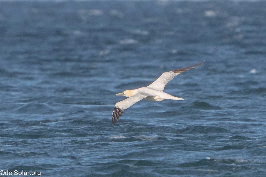 ILCE-7RM4  --  FE 200-600mm F5.6-6.3 G OSS -- 1/2000 sec at f / 7.1 -- ISO 1000 -- 0 EV -- 