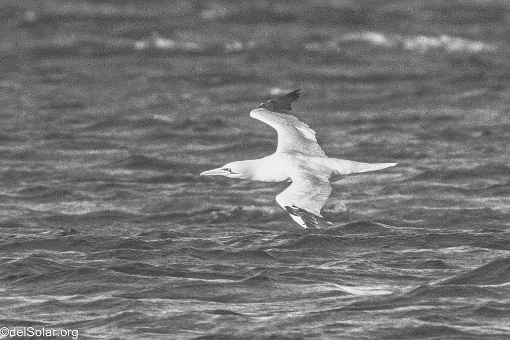 ILCE-7RM4  --  FE 200-600mm F5.6-6.3 G OSS -- 1/2000 sec at f / 7.1 -- ISO 1000 -- 0 EV -- 