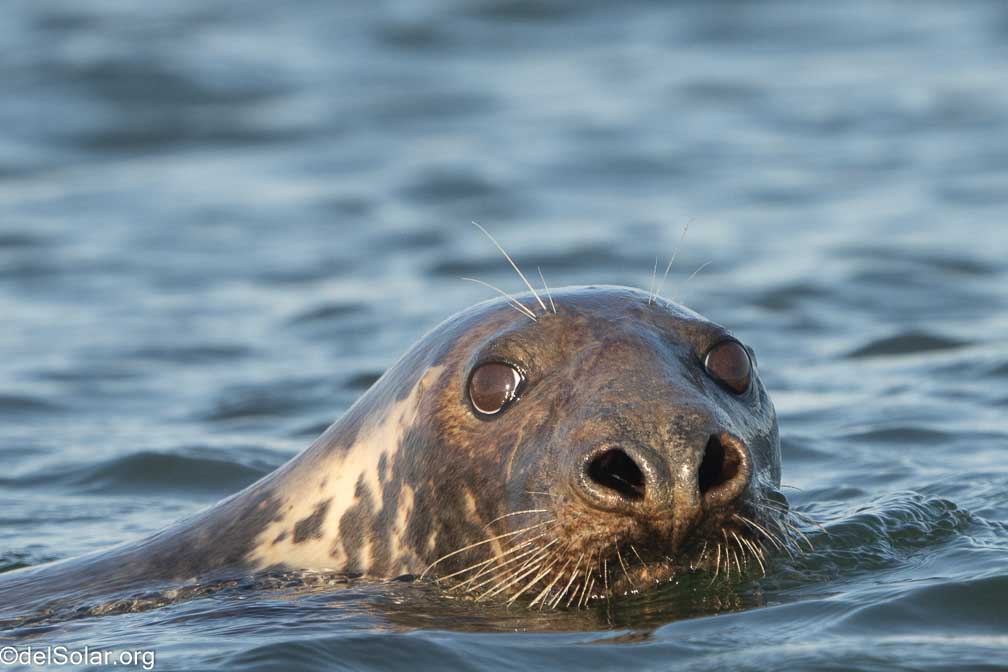 ILCE-7RM4  --  FE 200-600mm F5.6-6.3 G OSS -- 1/2000 sec at f / 7.1 -- ISO 1000 -- 0 EV -- 