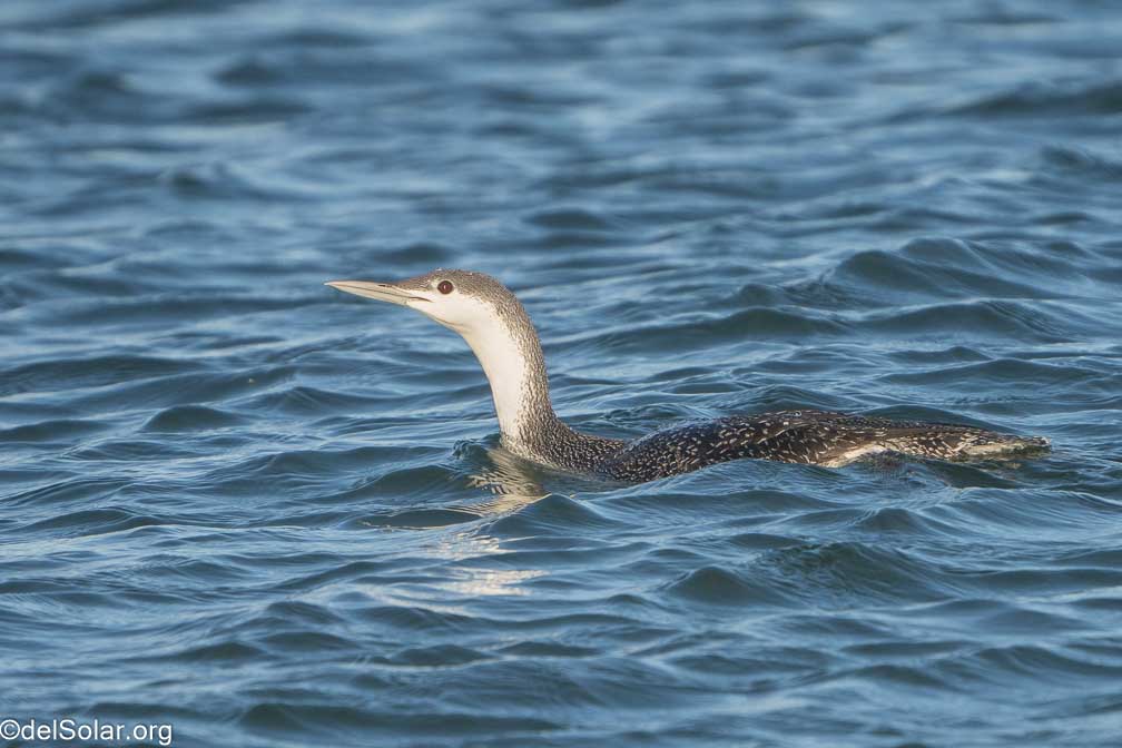 ILCE-7RM4  --  FE 200-600mm F5.6-6.3 G OSS -- 1/2000 sec at f / 7.1 -- ISO 1000 -- 0 EV -- 