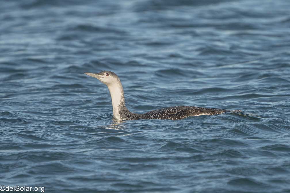 ILCE-7RM4  --  FE 200-600mm F5.6-6.3 G OSS -- 1/2000 sec at f / 7.1 -- ISO 1000 -- 0 EV -- 