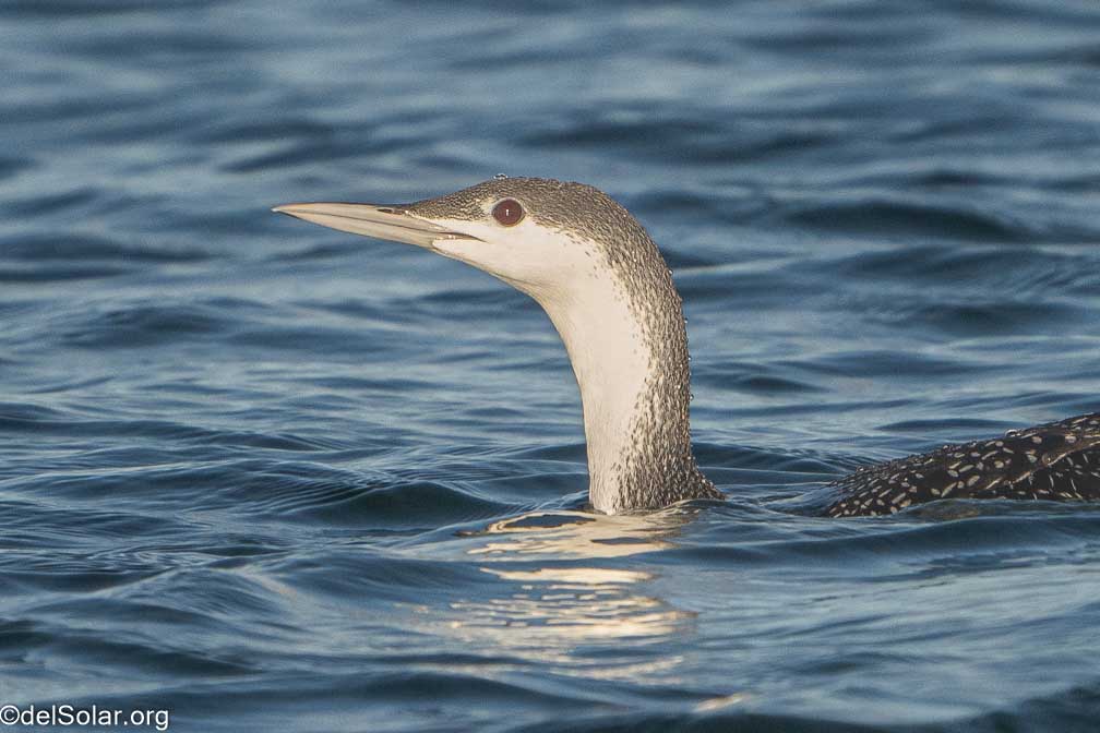 ILCE-7RM4  --  FE 200-600mm F5.6-6.3 G OSS -- 1/2000 sec at f / 7.1 -- ISO 1000 -- 0 EV -- 