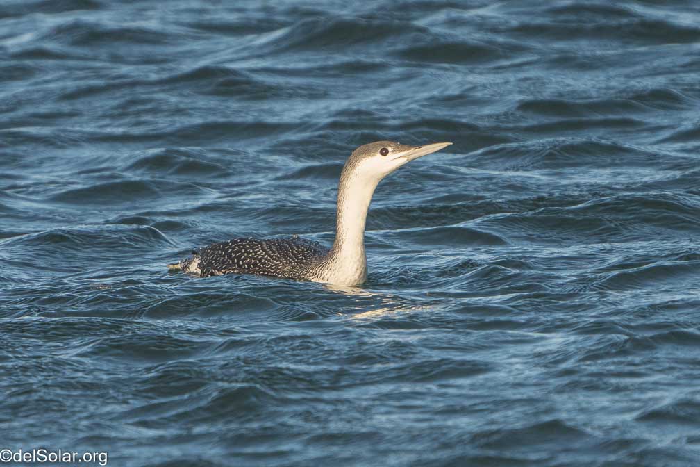 ILCE-7RM4  --  FE 200-600mm F5.6-6.3 G OSS -- 1/2000 sec at f / 7.1 -- ISO 1000 -- 0 EV -- 