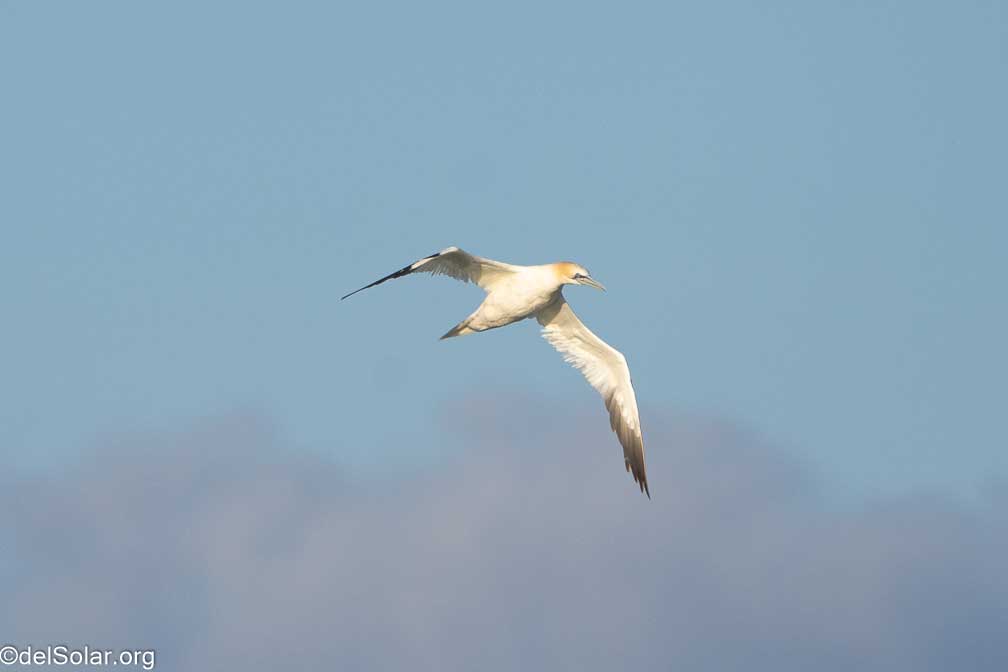 ILCE-7RM4  --  FE 200-600mm F5.6-6.3 G OSS -- 1/2000 sec at f / 7.1 -- ISO 1000 -- 0 EV -- 