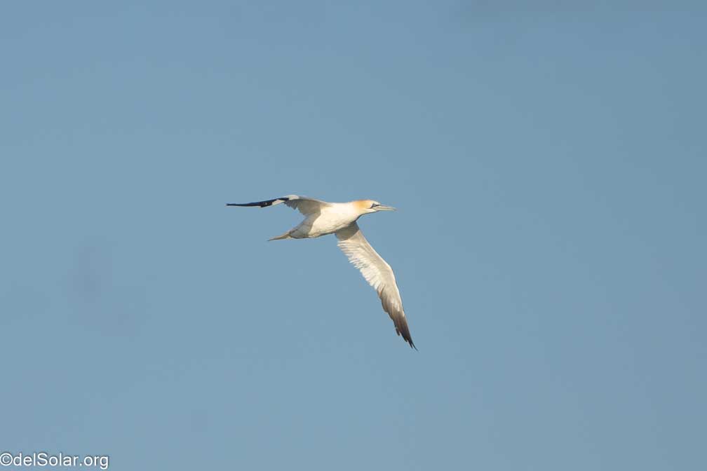 ILCE-7RM4  --  FE 200-600mm F5.6-6.3 G OSS -- 1/2000 sec at f / 7.1 -- ISO 1000 -- 0 EV -- 