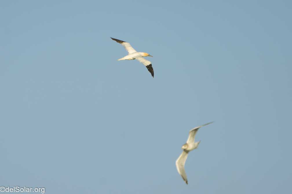 ILCE-7RM4  --  FE 200-600mm F5.6-6.3 G OSS -- 1/2000 sec at f / 7.1 -- ISO 1000 -- 0 EV -- 