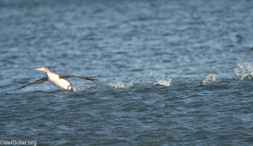 ILCE-7RM4  --  FE 200-600mm F5.6-6.3 G OSS -- 1/2000 sec at f / 7.1 -- ISO 1000 -- 0 EV -- 