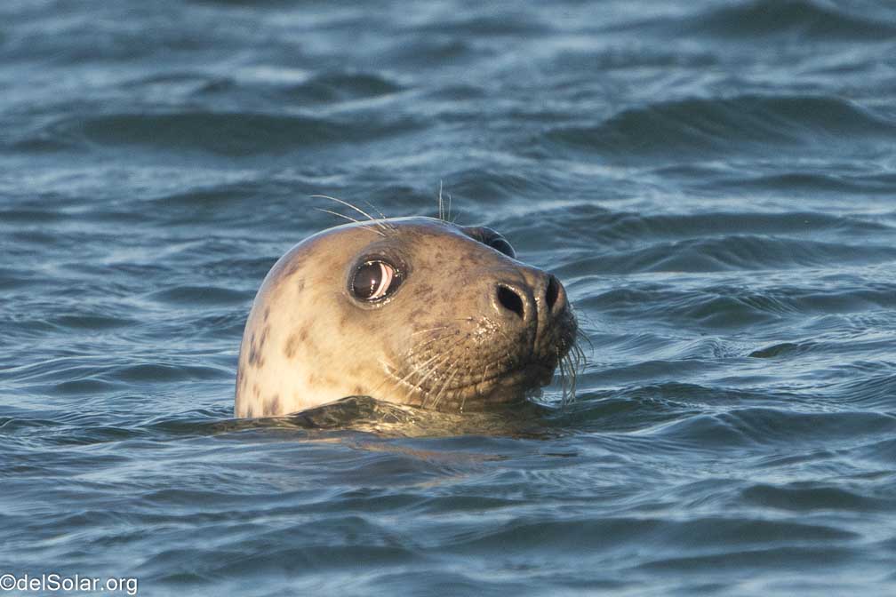 ILCE-7RM4  --  FE 200-600mm F5.6-6.3 G OSS -- 1/2000 sec at f / 7.1 -- ISO 1000 -- 0 EV -- 