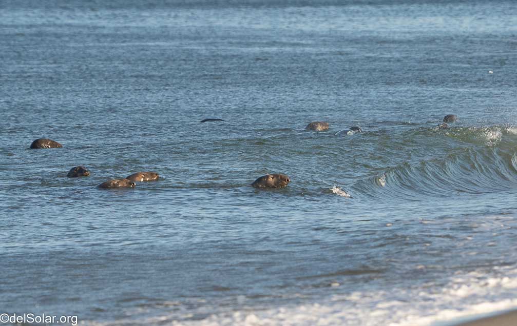 ILCE-7RM4  --  FE 200-600mm F5.6-6.3 G OSS -- 1/2000 sec at f / 7.1 -- ISO 1000 -- 0 EV -- 