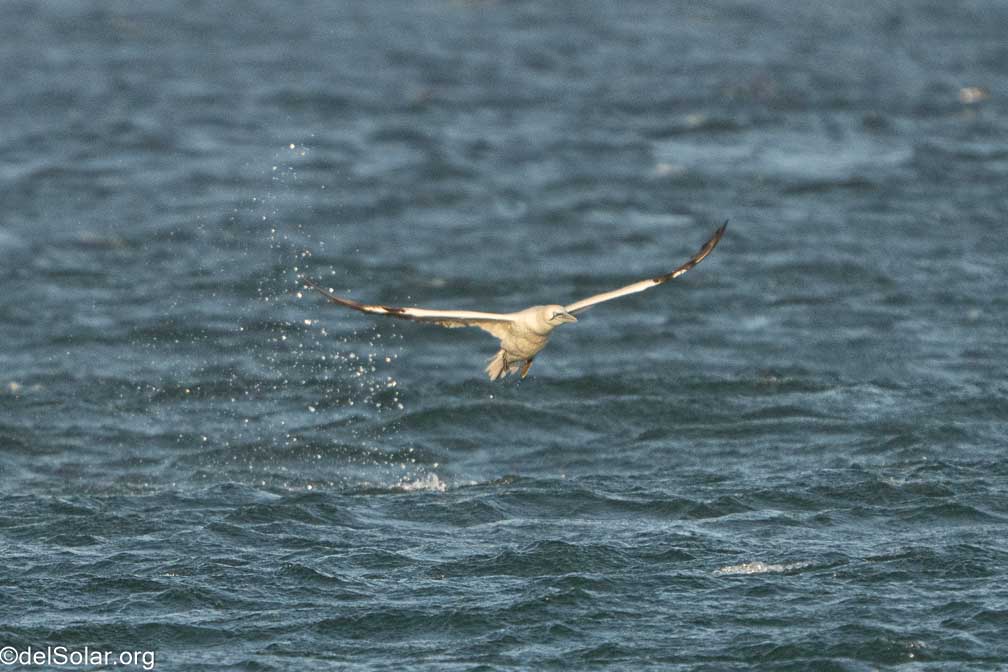 ILCE-7RM4  --  FE 200-600mm F5.6-6.3 G OSS -- 1/2000 sec at f / 7.1 -- ISO 1000 -- 0 EV -- 