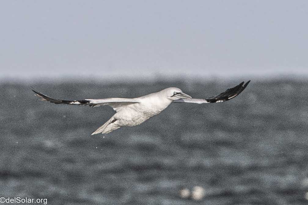 ILCE-7RM4  --  FE 200-600mm F5.6-6.3 G OSS -- 1/2000 sec at f / 7.1 -- ISO 1000 -- 0 EV -- 