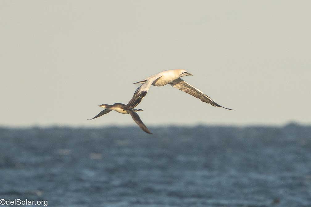 ILCE-7RM4  --  FE 200-600mm F5.6-6.3 G OSS -- 1/2000 sec at f / 7.1 -- ISO 1000 -- 0 EV -- 